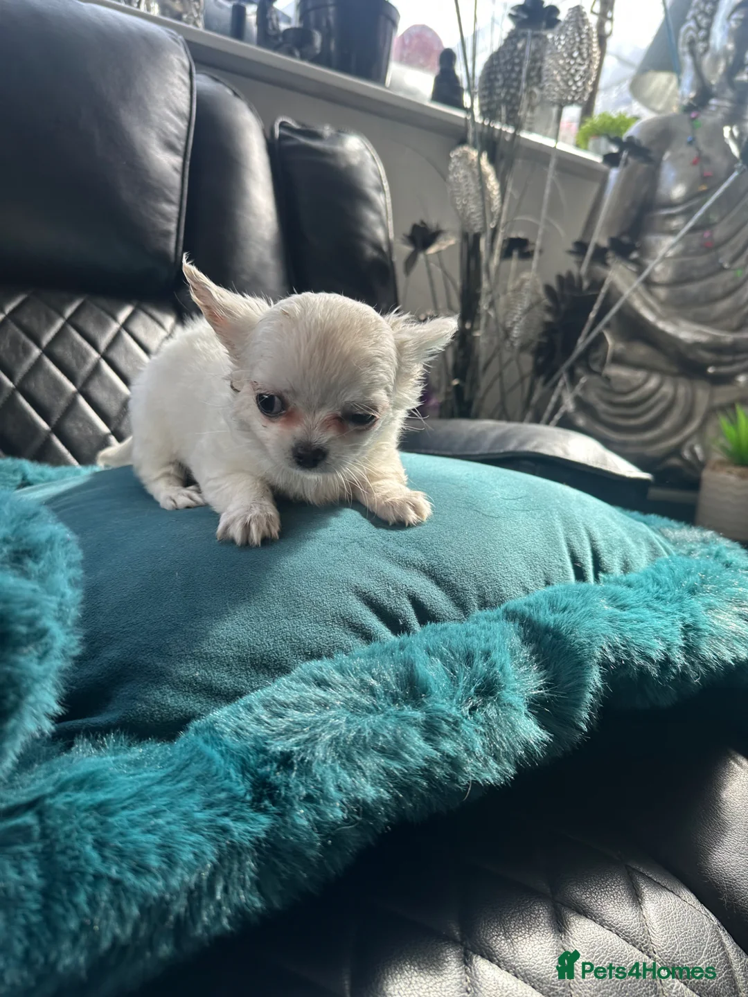 Chihuahua dogs for sale: Beautiful Litter of Long Haired Chihuahua Puppies in Bradford - Advert 2