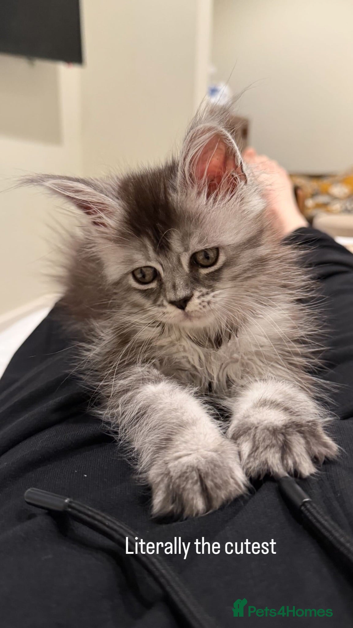 Maine Coon cats 💗RARE💗Imported lines, exceptional MC kittens😻⭐️ - Advert 2