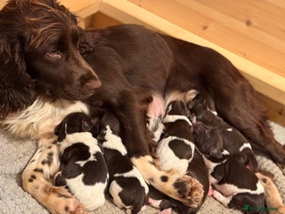 English Springer Spaniel dogs Traditional Kc Reg English Springer Spaniel Pups.. - Advert 4