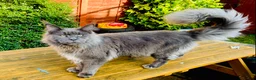 Maine Coon cats for stud: Blue Solid Maine Coon for Stud in London - Advert 9