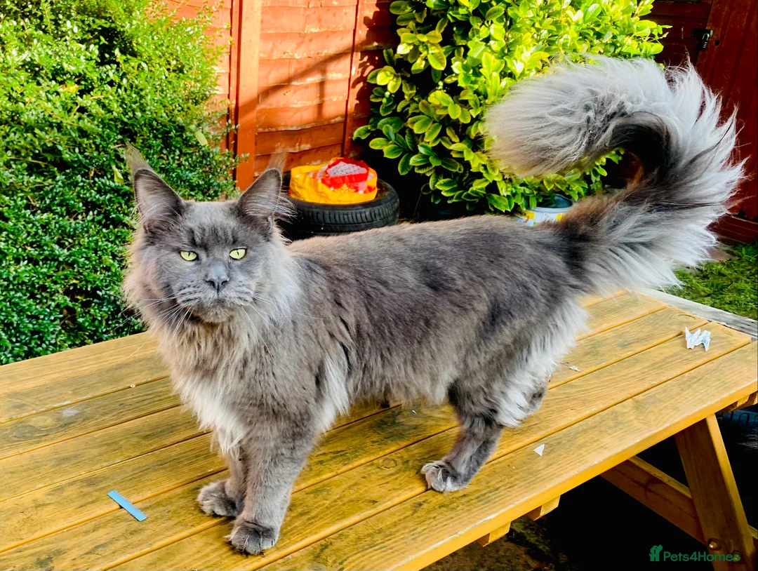 Maine Coon cats for stud: Blue Solid Maine Coon for Stud in London - Advert 9