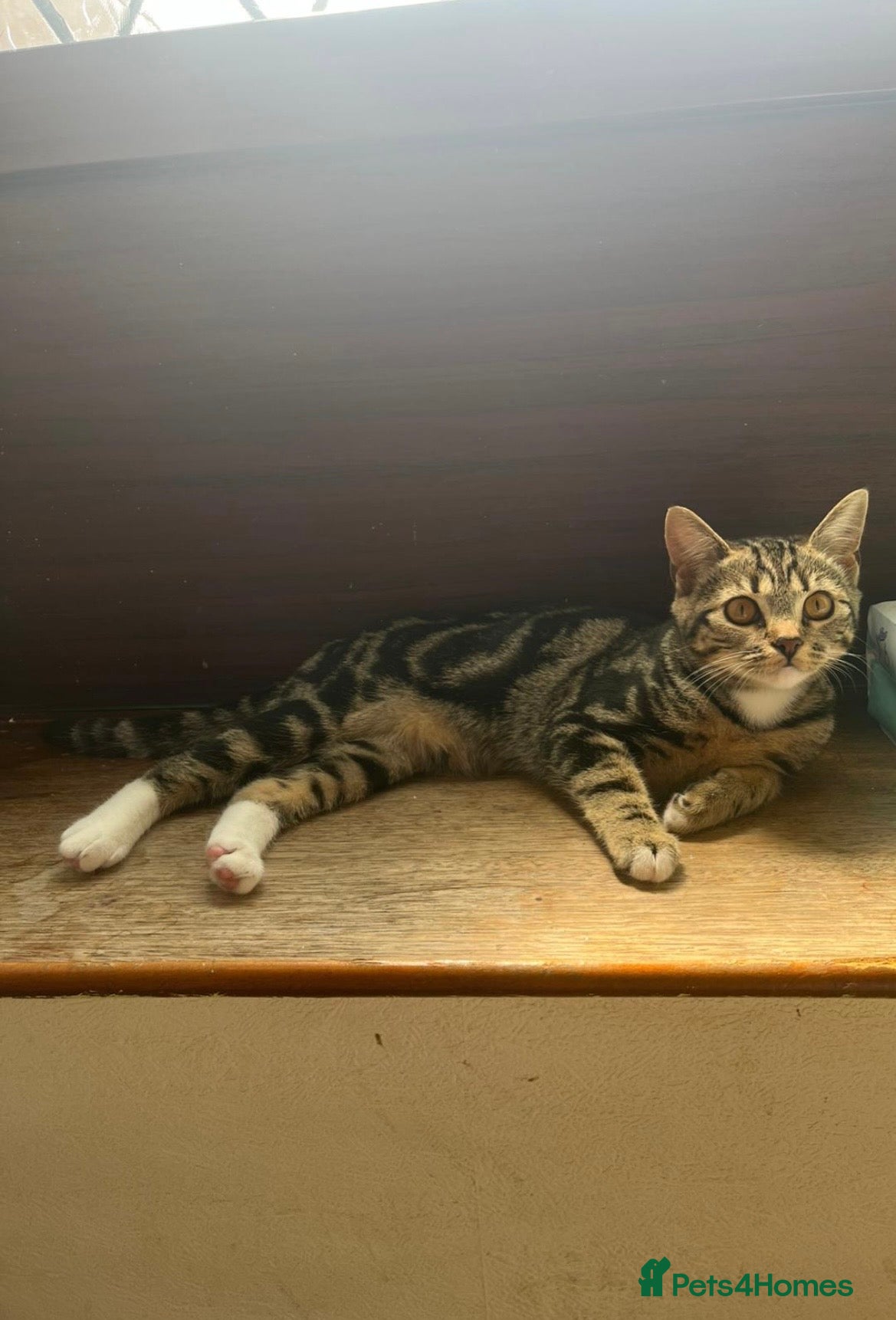 Mixed Breed cats 🐾Handsome Tabby Boy playful and loving 🐾 - Advert 1