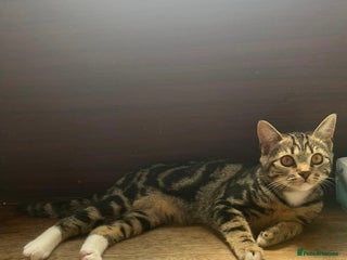 Mixed Breed cats 🐾Handsome Tabby Boy playful and loving 🐾 - Advert 1