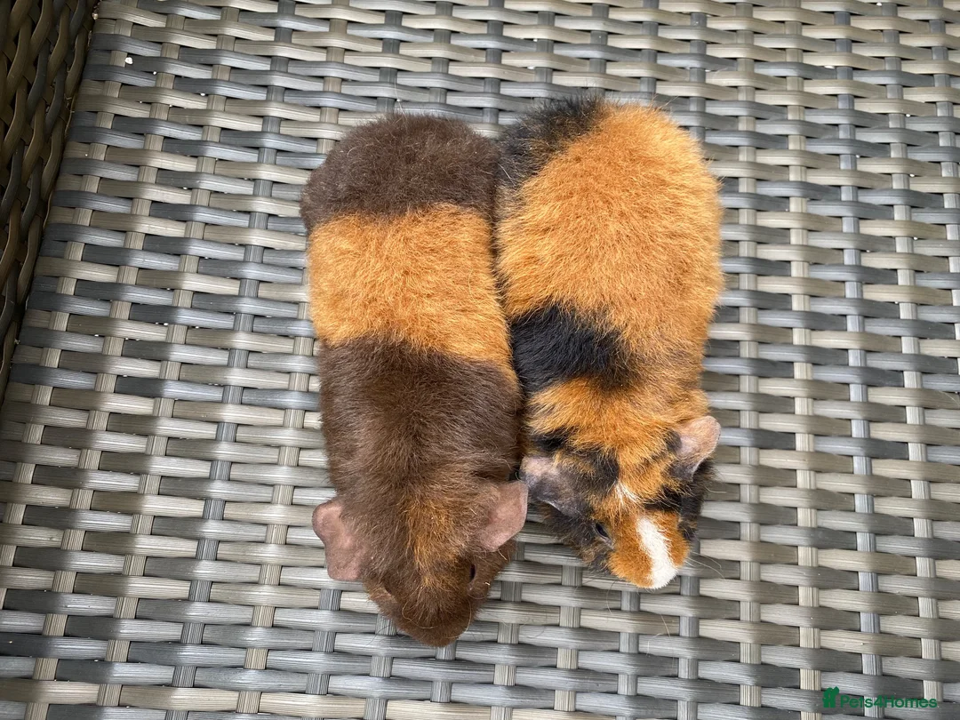 Guinea Pig rodents for sale: 2 stunning Teddy babys (brothers) - Advert 4