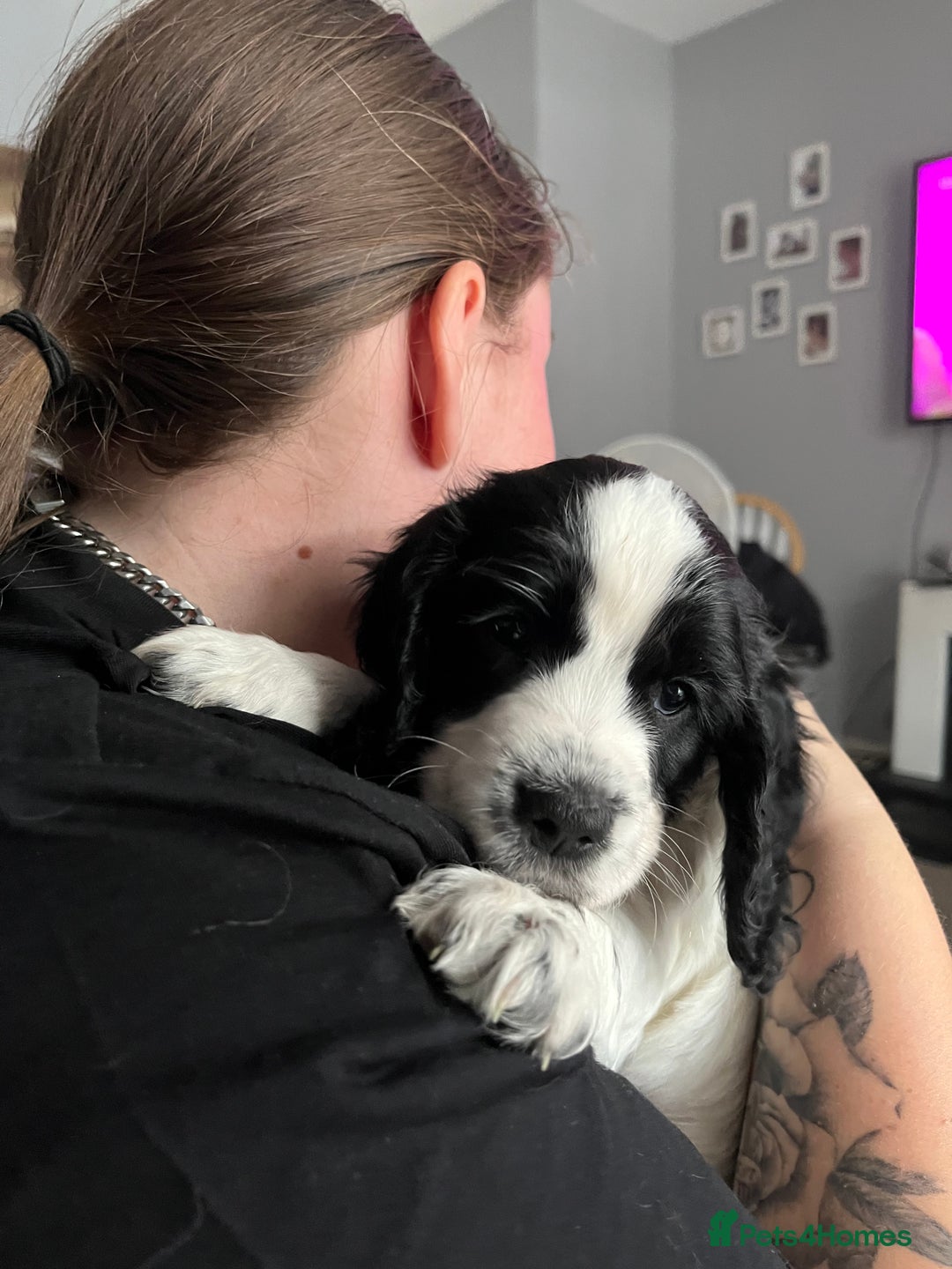 Cocker Spaniel dogs for sale: Beautiful kc registered cocker spaniel puppies - Image 8