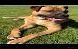 Mixed Breed dogs for sale: German Mastiff pups - Advert 4