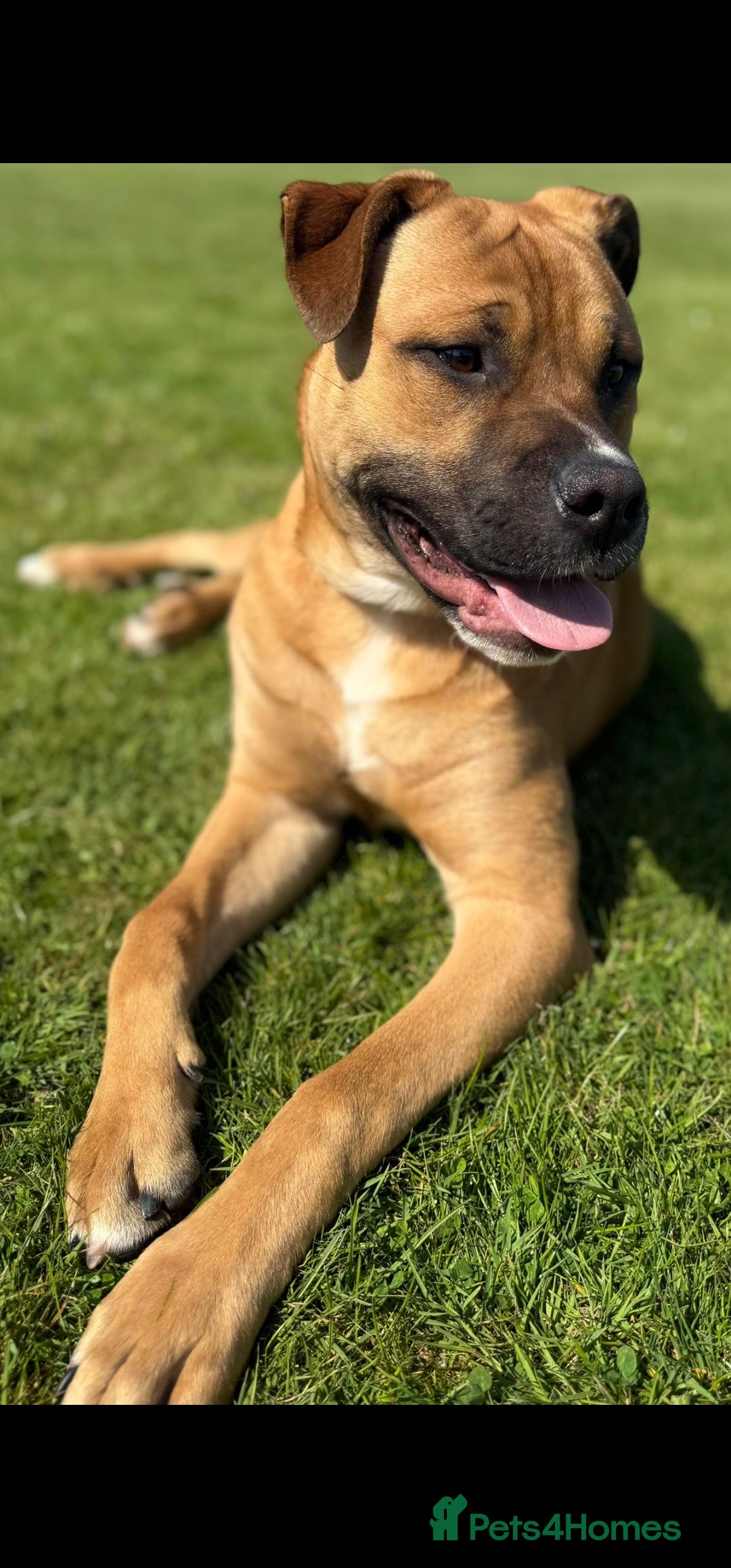 Mixed Breed dogs for sale: German Mastiff pups - Advert 4