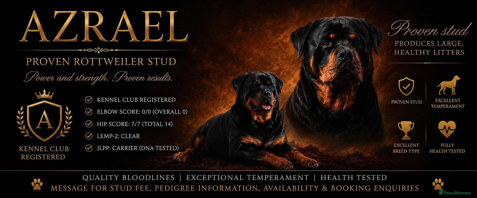 Rottweiler dogs KC Reg Outstanding Proven Stud  - Advert 1