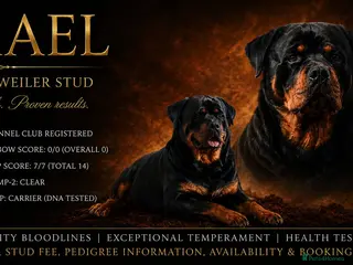 Rottweiler dogs KC Reg Outstanding Proven Stud - Advert 1