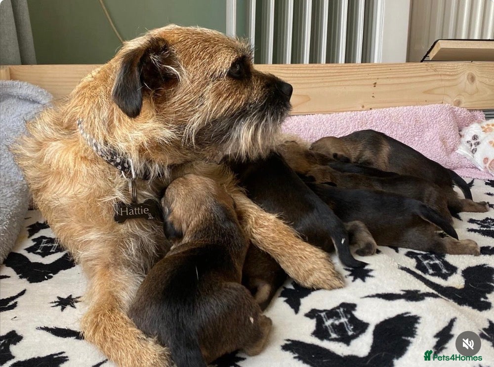Border Terrier dogs Border Terrier Puppies - Advert 1