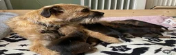 Border Terrier dogs for sale: Border Terrier Puppies - Advert 1