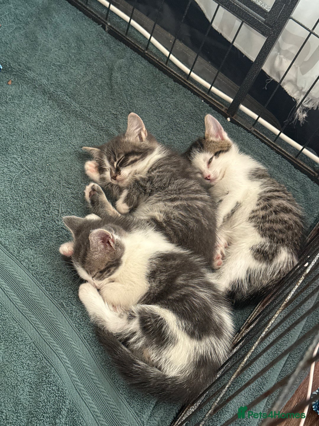 Mixed Breed cats for sale: 2 kittens available for their forever homes - Image 3