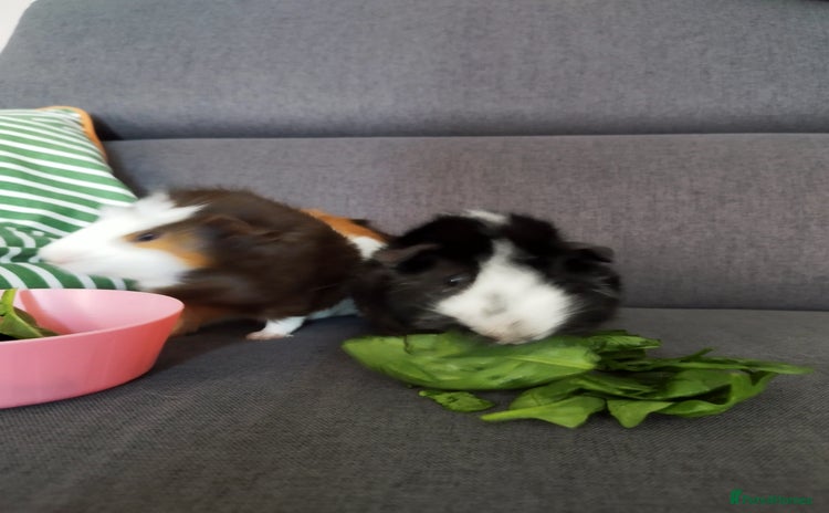 Guinea Pig rodents - Advert 5