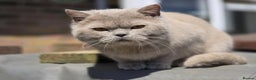 British Shorthair cats for stud: Beautiful lilac boy available for stud duties  - Advert 2