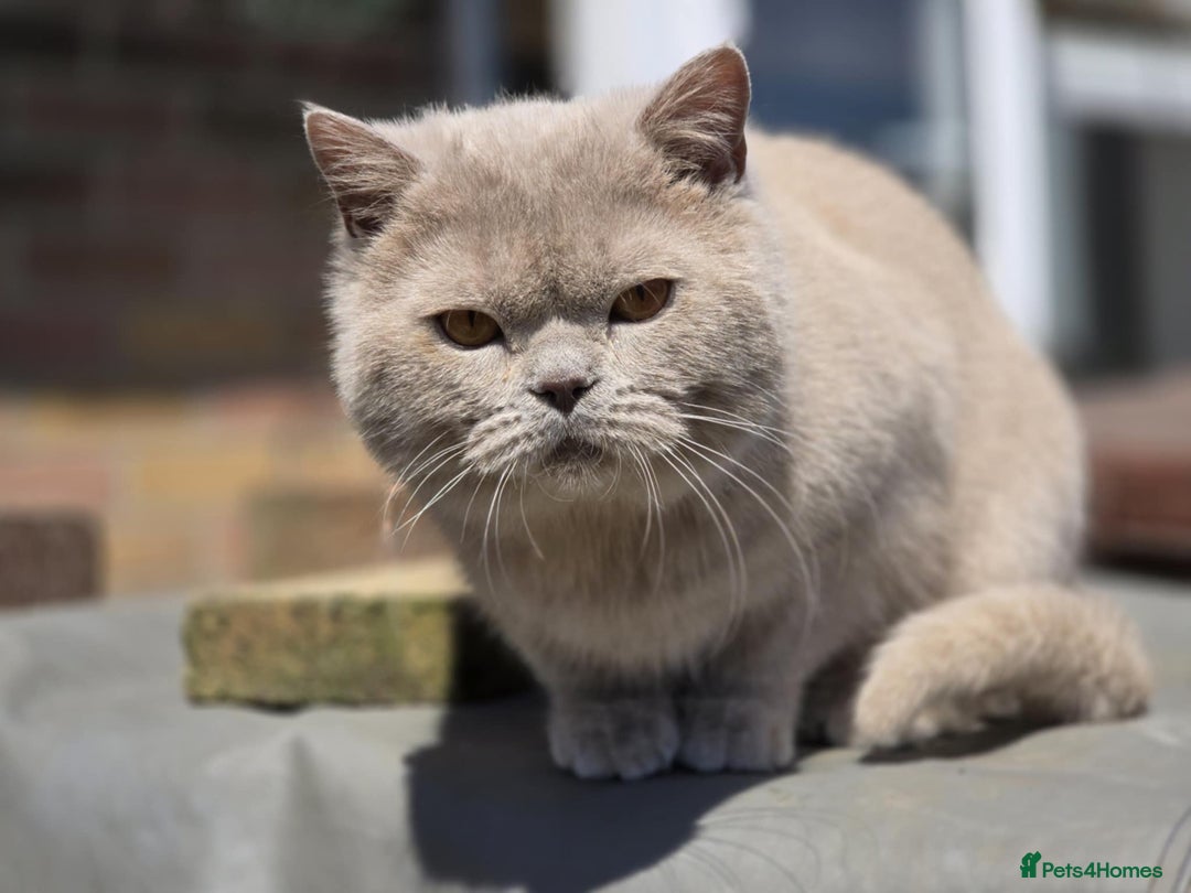 British Shorthair cats for stud: Beautiful lilac boy available for stud duties  - Advert 2
