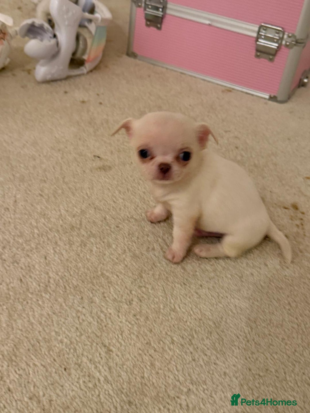 Chihuahua dogs for sale: Kc chihuahua puppies Russian and Ukraine lines - Advert 40