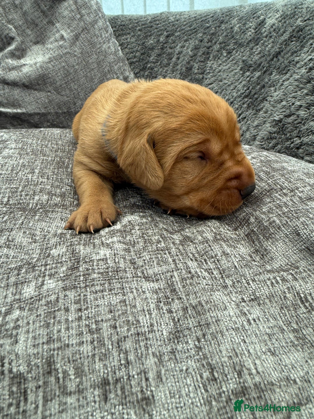 Labrador Retriever dogs for sale: Fox Red Labrador Puppies - Image 6
