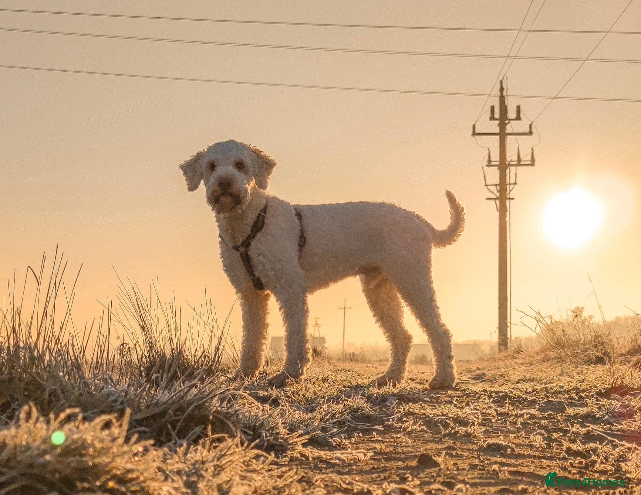 Lagotto Romagnolo dogs Pedigree Lagotto Romagnolo Male – 5.5y in Warrington - Advert 1
