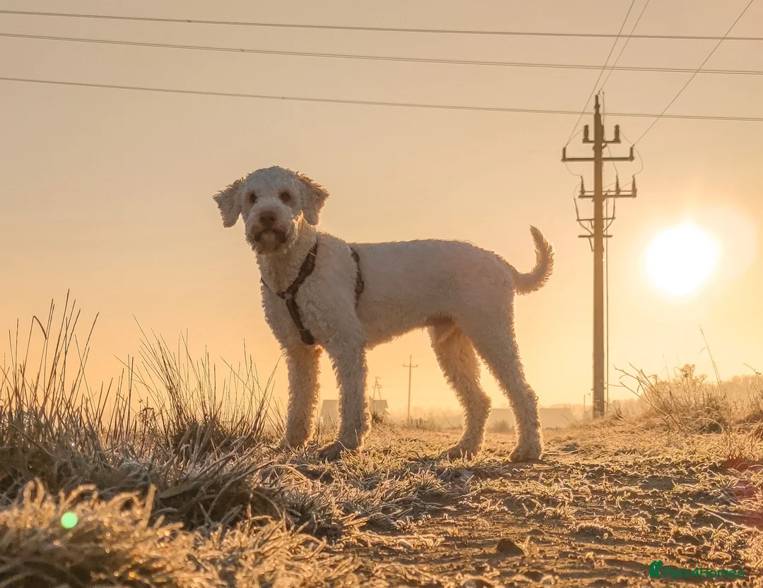 Lagotto Romagnolo dogs for sale: Pedigree Lagotto Romagnolo Male – 5.5y - Advert 1