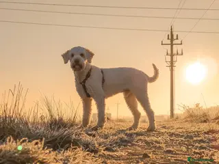 Lagotto Romagnolo dogs Pedigree Lagotto Romagnolo Male – 5.5y - Advert 1