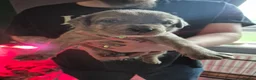 Cane Corso dogs for sale: Cane corso cross tibetan mastiff puppies - Advert 27