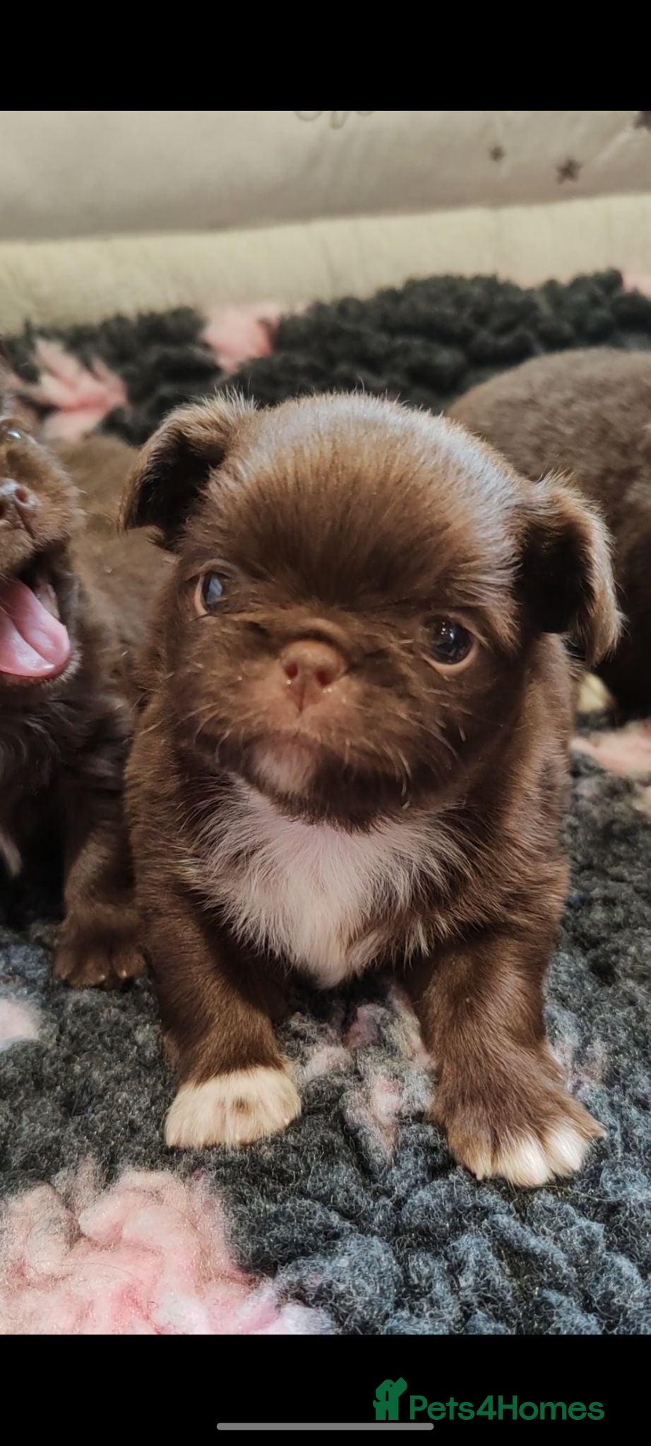 Chihuahua dogs KC REG THAI X RUSSIAN LINES NOW ARRIVED  - Advert 2