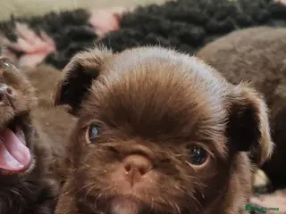 Chihuahua dogs KC REG THAI X RUSSIAN LINES NOW ARRIVED - Advert 2