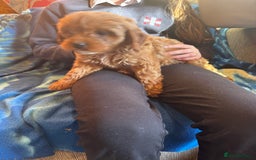 Cavapoo dogs for sale: Red toy cavapoo  - Image 2