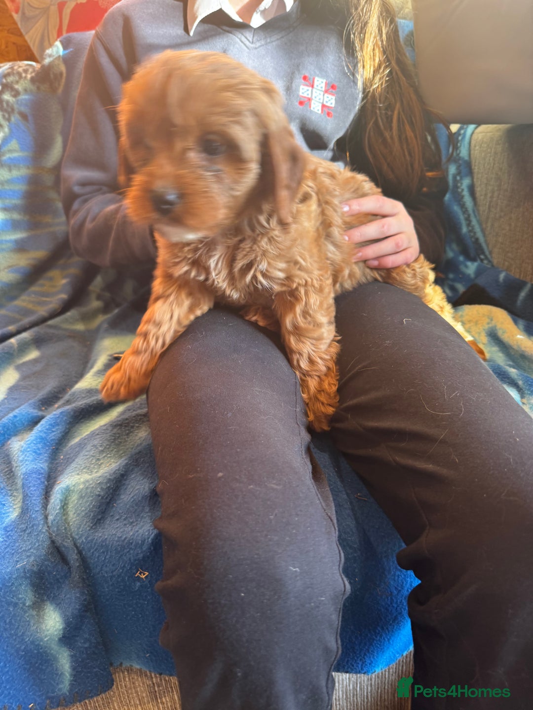 Cavapoo dogs for sale: Red toy cavapoo  - Image 2