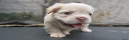French Bulldog dogs for sale: FLUFFY FRENCHY:ISABELLA/LILAC/PLATINUM-KC&DNA CERT - Advert 35