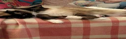 Ragdoll cats for sale: Tinker and Tucker  in Shrewsbury - Advert 5