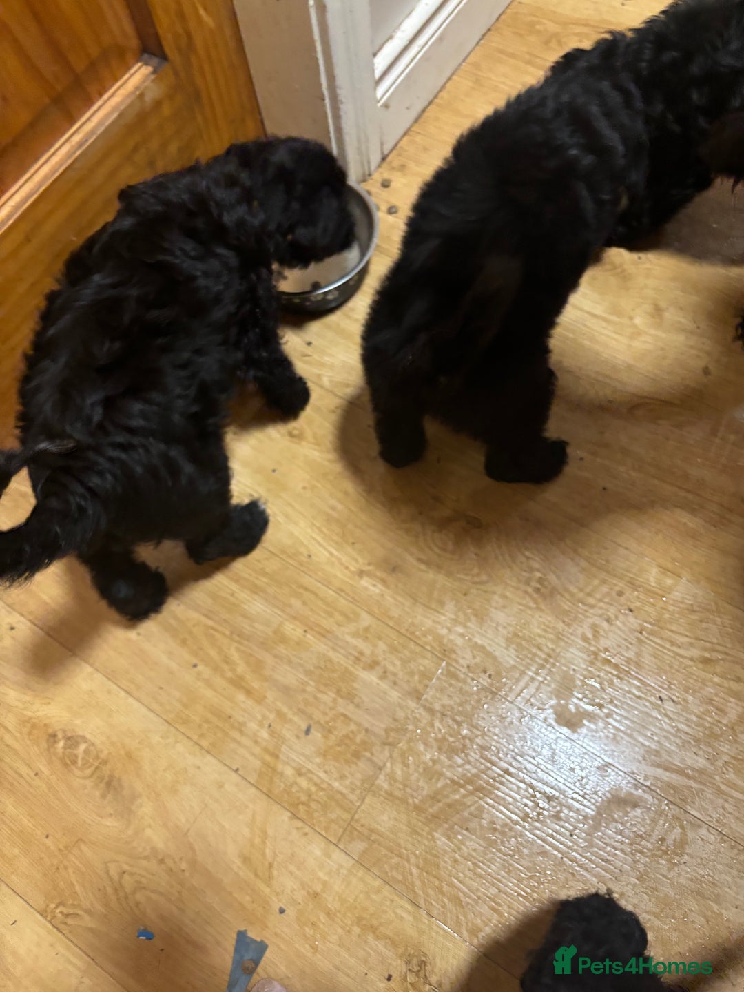 Cockapoo dogs for sale: Cockapoo for sale - Advert 4