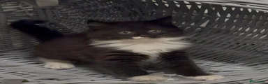 Maine Coon 4
