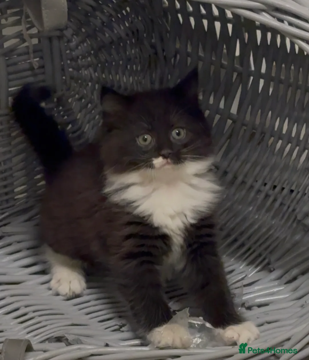 Maine Coon cats for sale: Maine Coon Cross Kittens - Advert 28