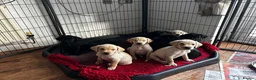Labrador Retriever dogs for sale: Health tested super Working Line Labrador litter.  in Stratford-upon-Avon - Advert 9