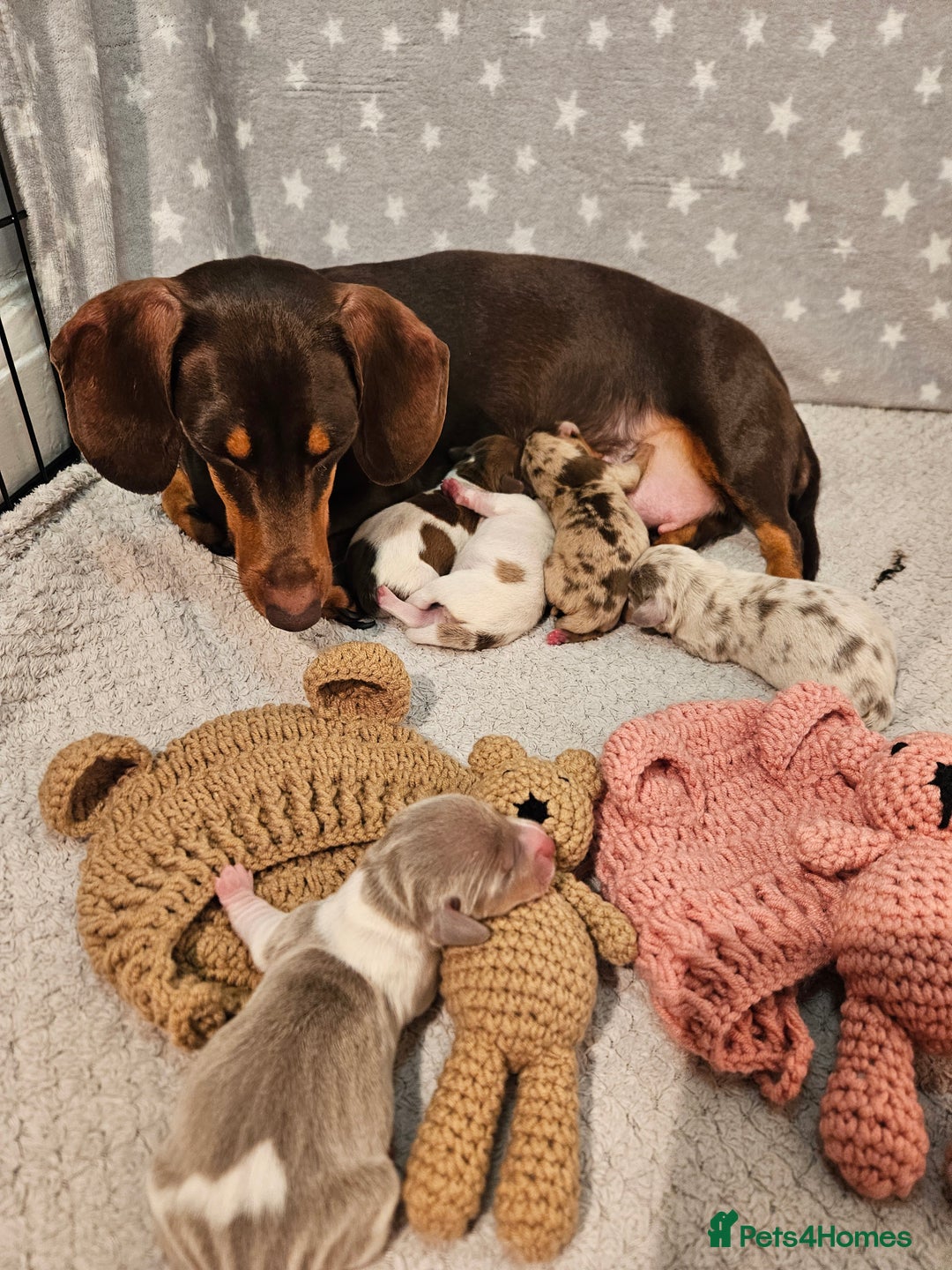 Miniature Dachshund dogs for sale: Stunning KC miniaturedachshunds KC - Advert 8