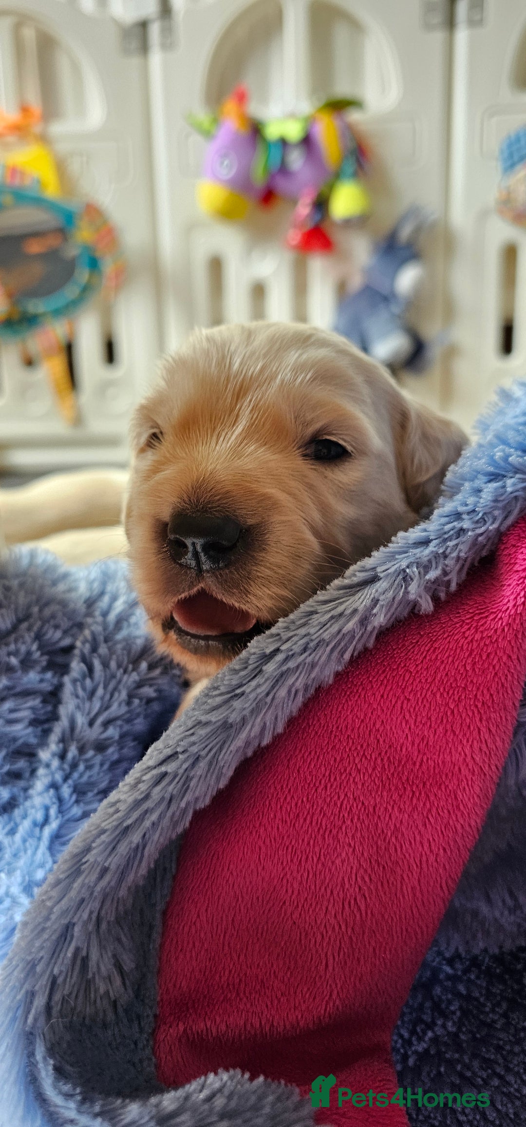 Golden Retriever dogs for sale: Outstanding Kc registered Golden Retriever babies  - Image 18