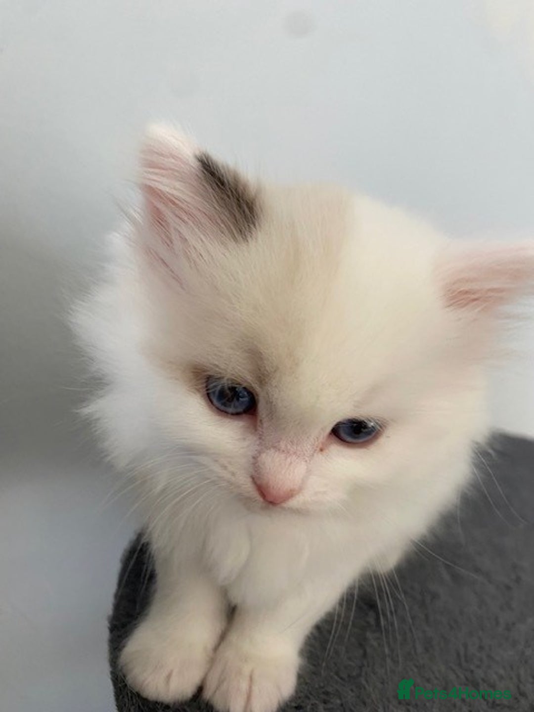 Ragdoll cats for sale: TICA REGISTERED PUREBRED RAGDOLL KITTENS AVAILABLE - Advert 21