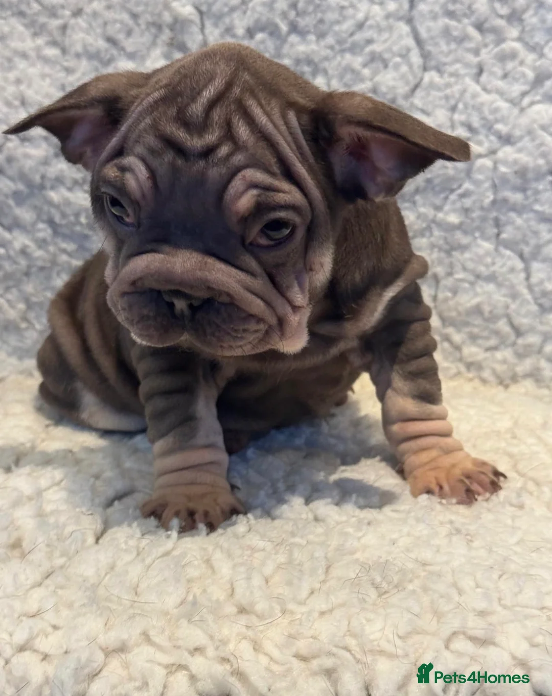 French Bulldog dogs for sale: Beautiful French bulldog puppies - Advert 2