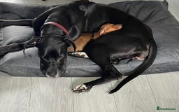 Great Dane dogs for sale: Female Great Dane  - Image 7