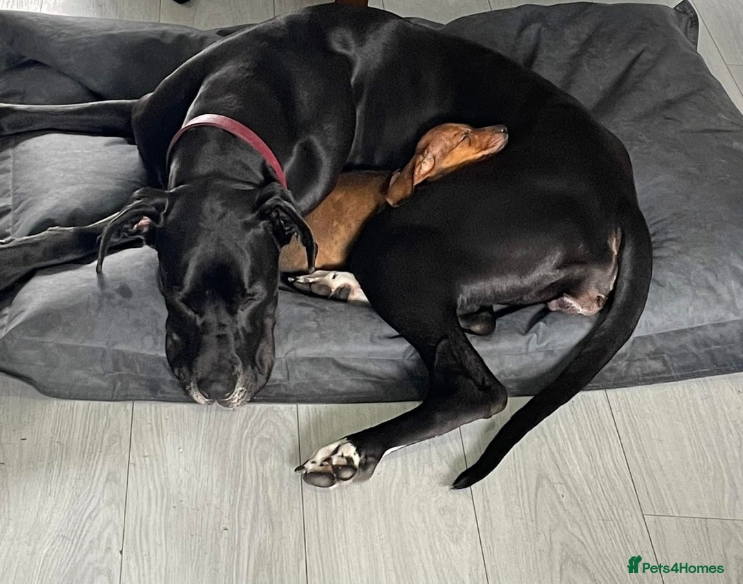 Great Dane dogs for sale: Female Great Dane  - Image 7