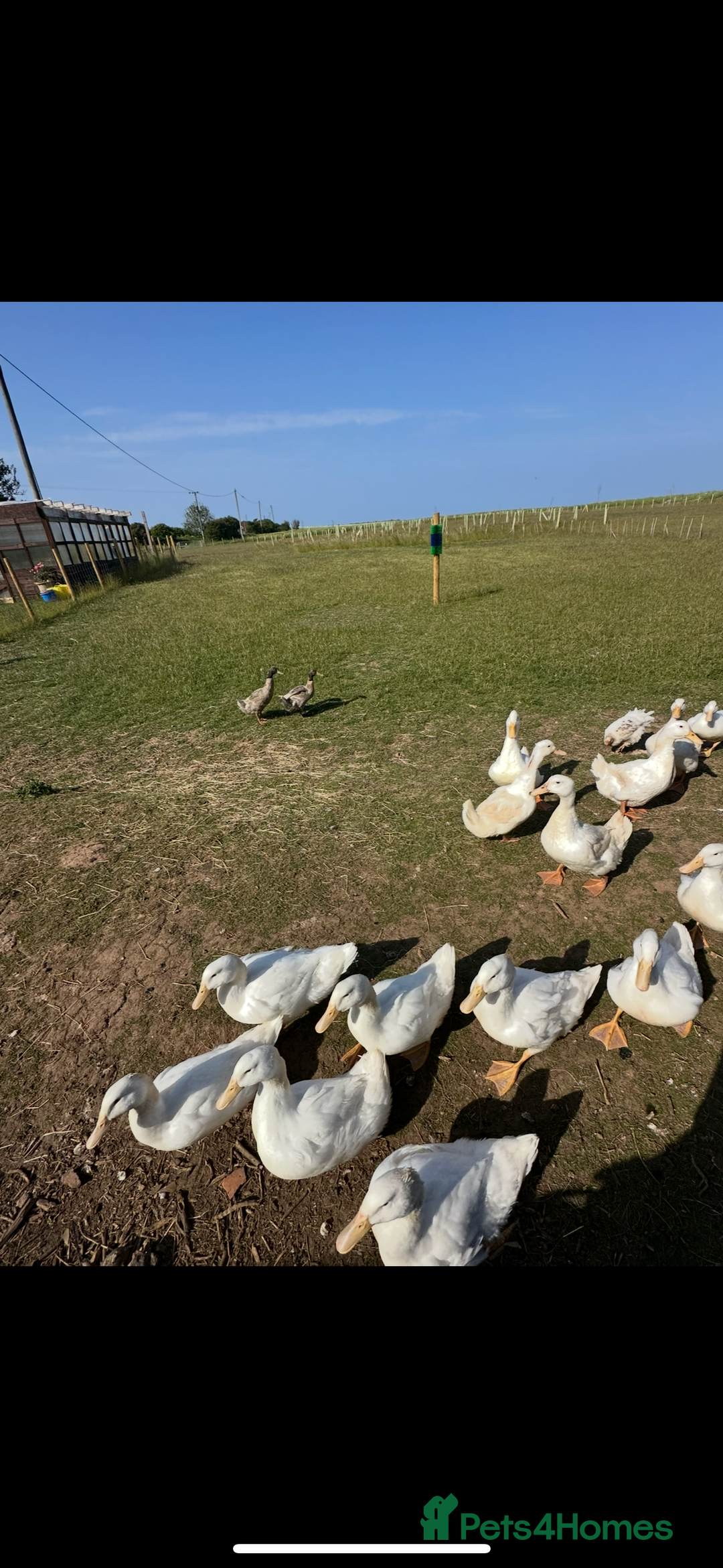 Ducks poultry for sale: 10 young female all American whites  - Image 2