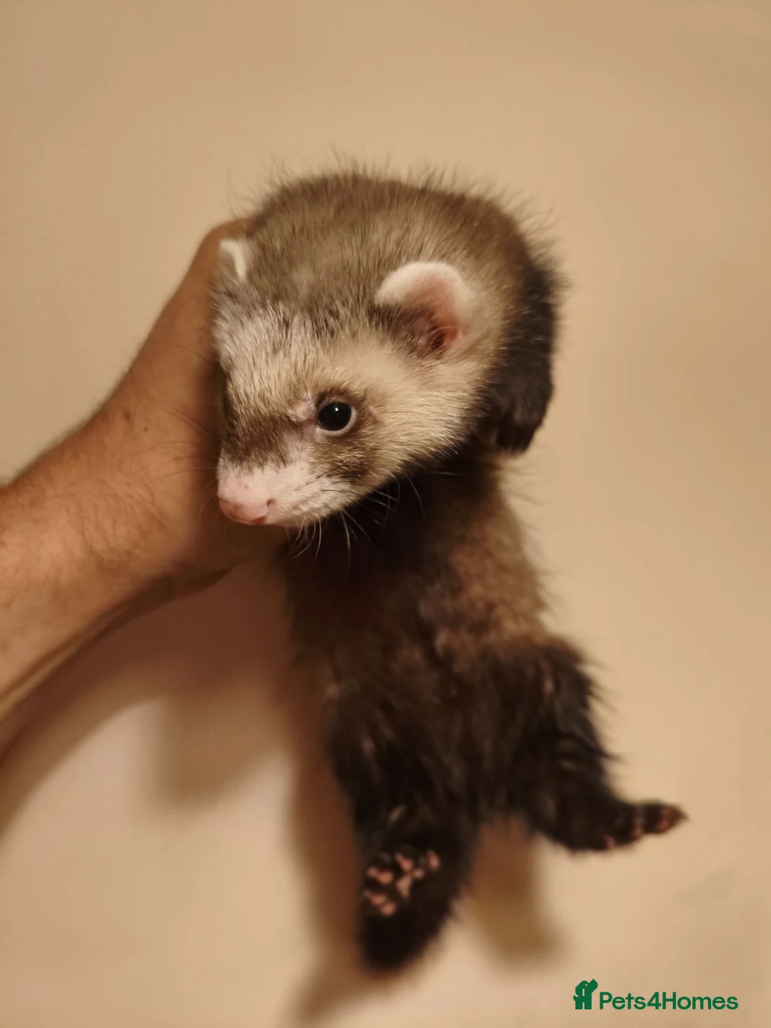 Ferret rodents for sale: 8 week old ferret kits in Swansea - Advert 2