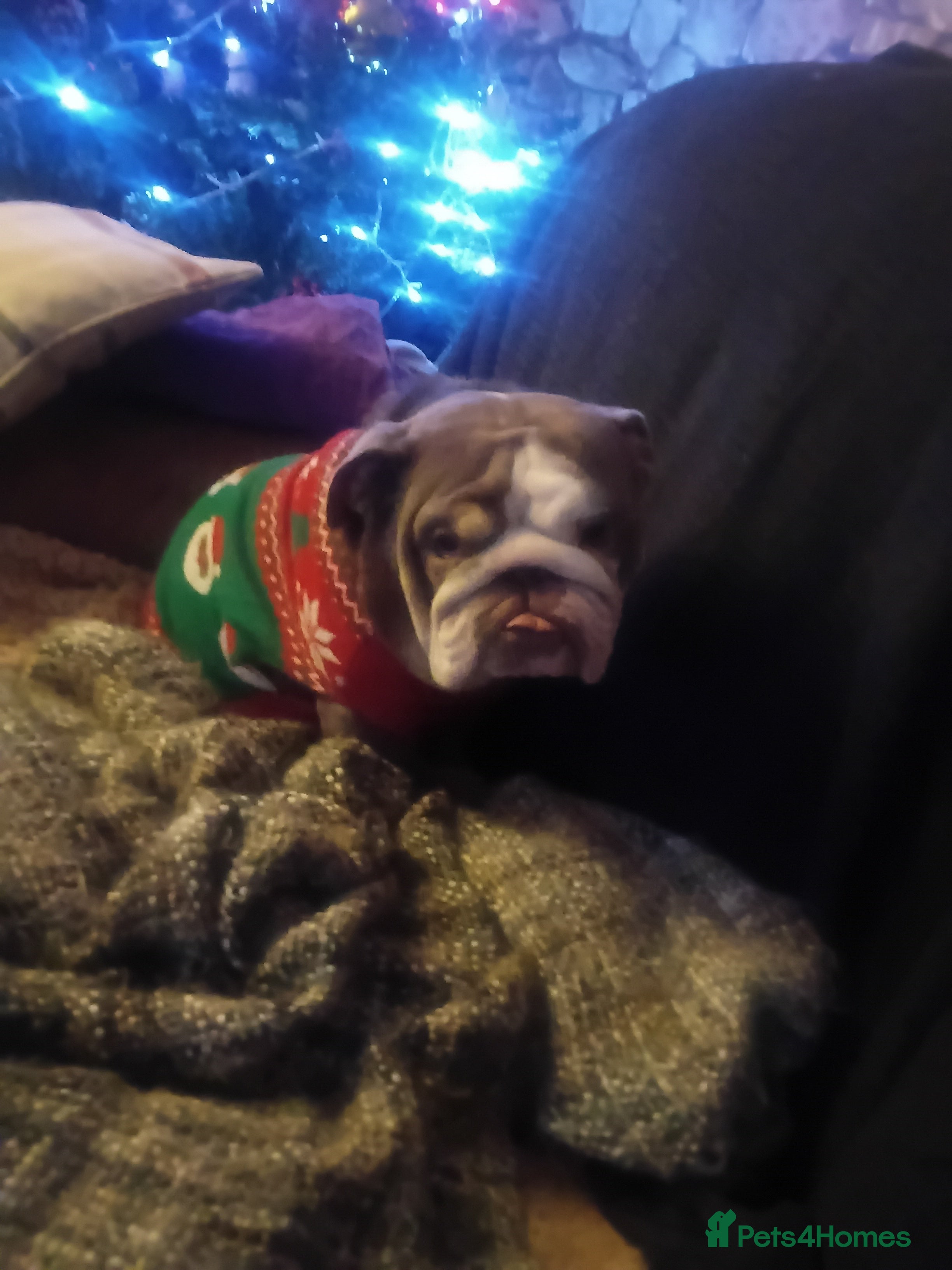 English Bulldog dogs Beautiful english bulldog female  - Advert 9