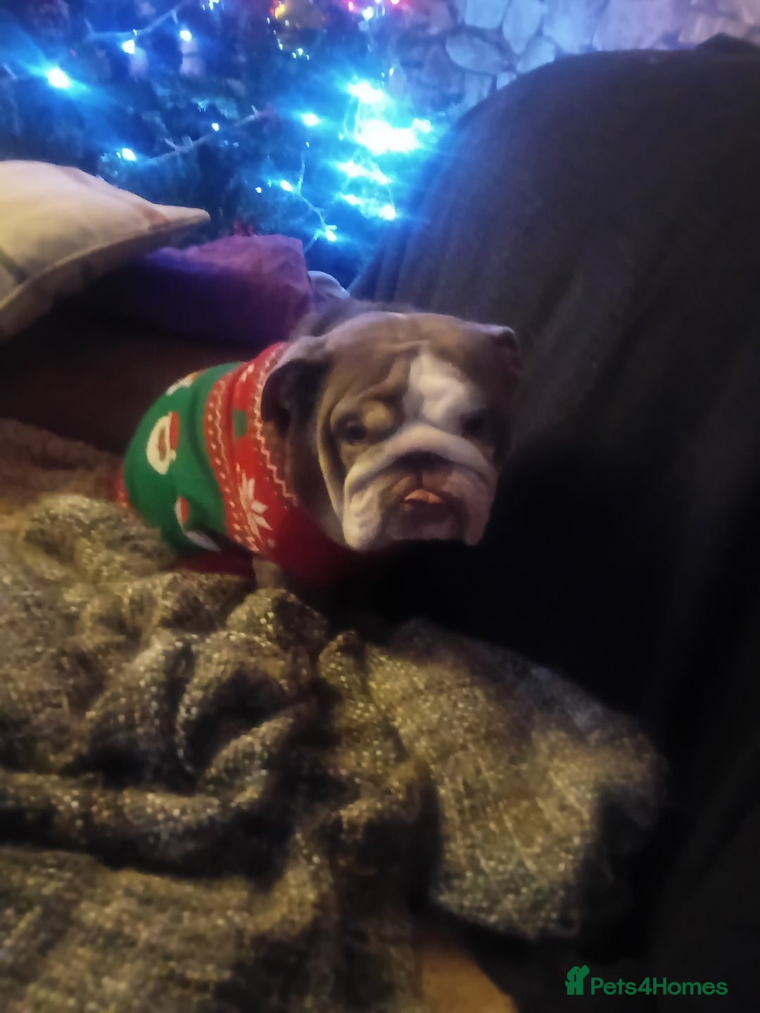 English Bulldog dogs for sale: Beautiful english bulldog female  - Advert 1