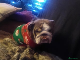 English Bulldog dogs Beautiful english bulldog female - Advert 2