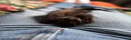 Mixed Breed cats for sale: Black and grey kitten  - Advert 5