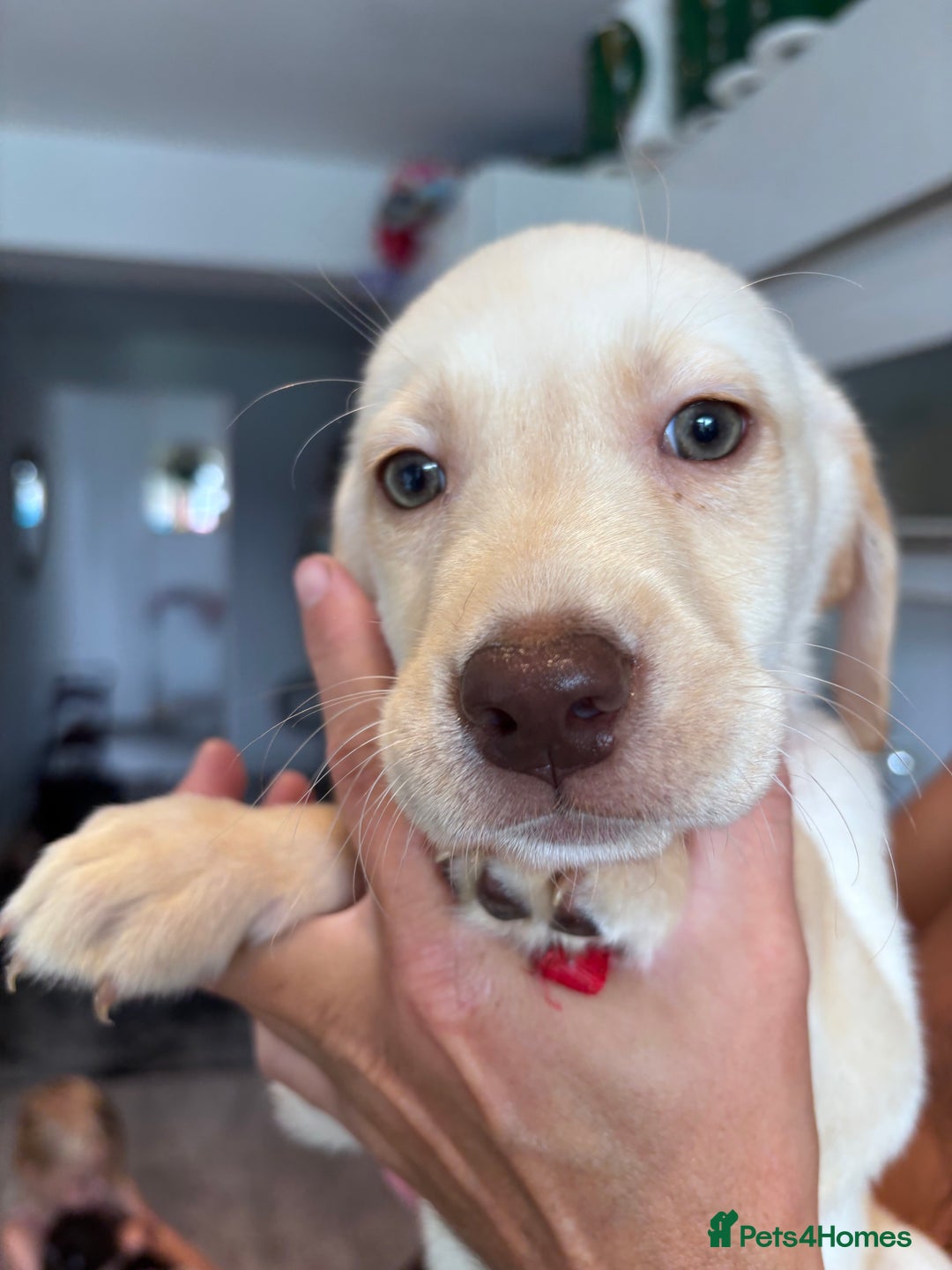 Labrador Retriever dogs for sale: Stunning Labrador puppies 🐶  in Aylesbury - Image 26