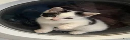 Mixed Breed cats for sale: Two bundles of mischief  - Advert 2