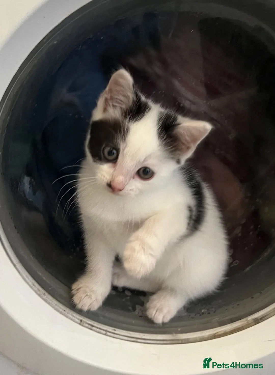 Mixed Breed cats for sale: Two bundles of mischief  - Advert 2
